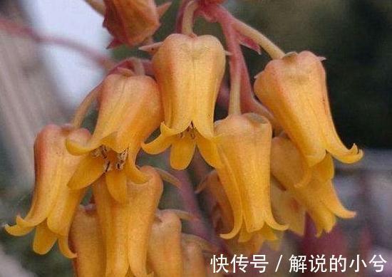 冷门多肉植物分享,颜值高,皮实好养,易群生的圣诞冬云多肉植物