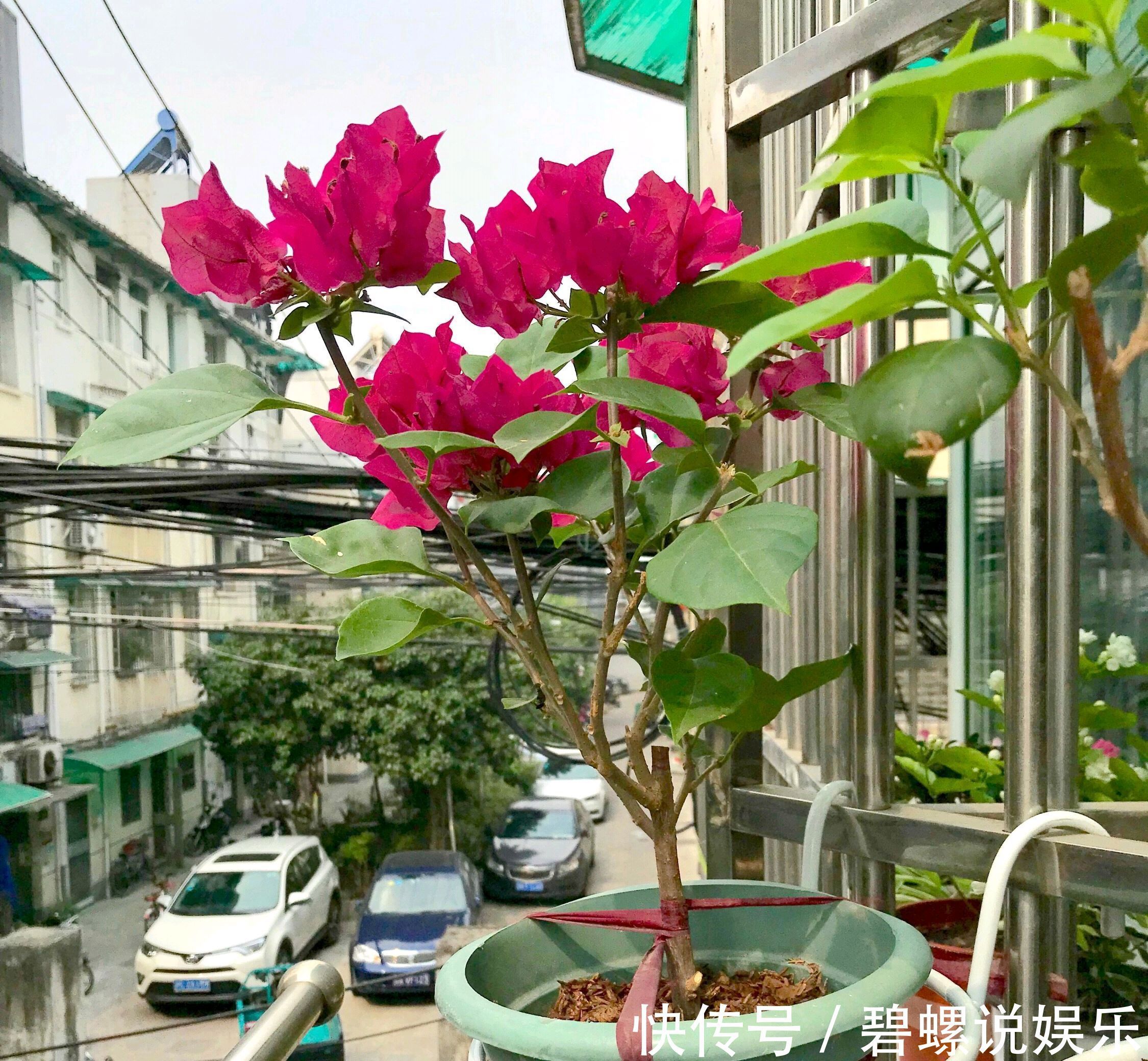 修剪|关于三角梅的花后修剪，剪对一个小开关，秋季开花爆盆连续不断