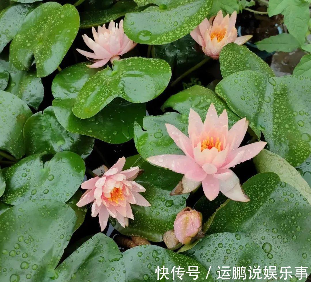 三角梅|30种夏天花,热不死、晒不死,大半年都开花,还没病虫害