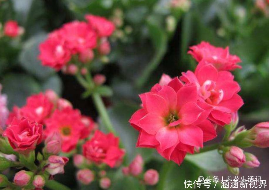 土壤|长寿花“浇水”方法,学会后根系不腐烂,生长状态好!