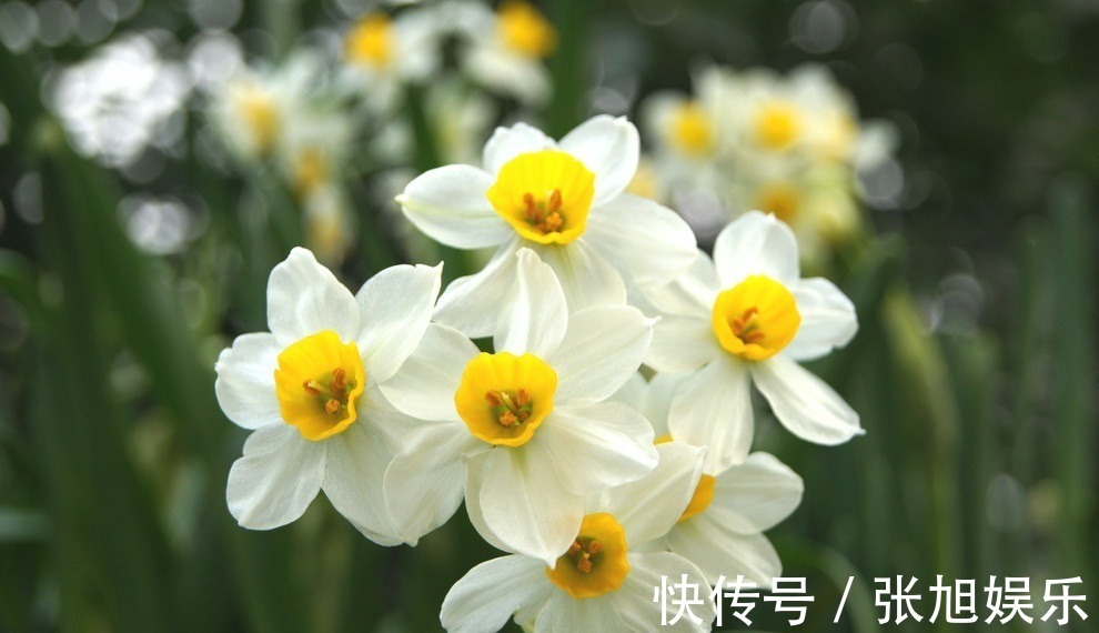 此花是传统名花,所代表的是思念和团圆,是寓意很好的花