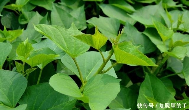 水芹菜|農村有些野菜農村人都不喜歡吃，但都有很多功效