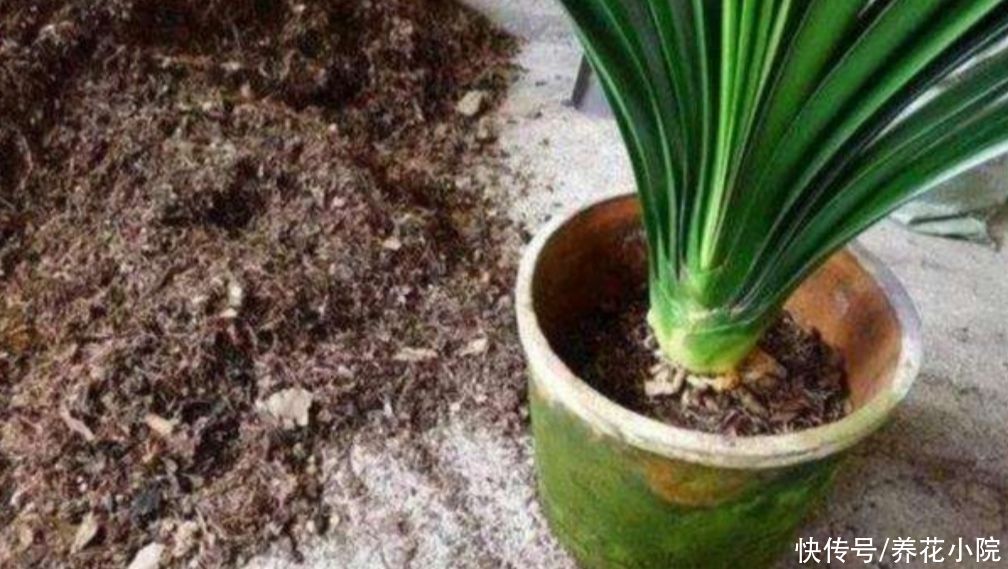 花卉|夏天养花有“3忌”，做错一样，不是烂根就黄叶，难熬过夏天