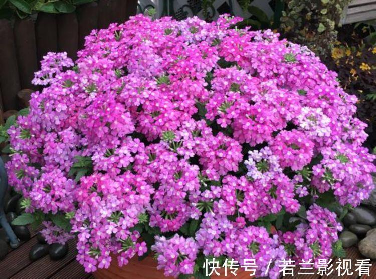 几种花卉好养易活，花期长达300天，花开爆盆美如花