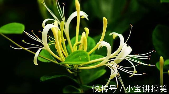 金银花茶|金银花虽好，可不是人人都能喝，此类人喝了对身体不好，得忌口