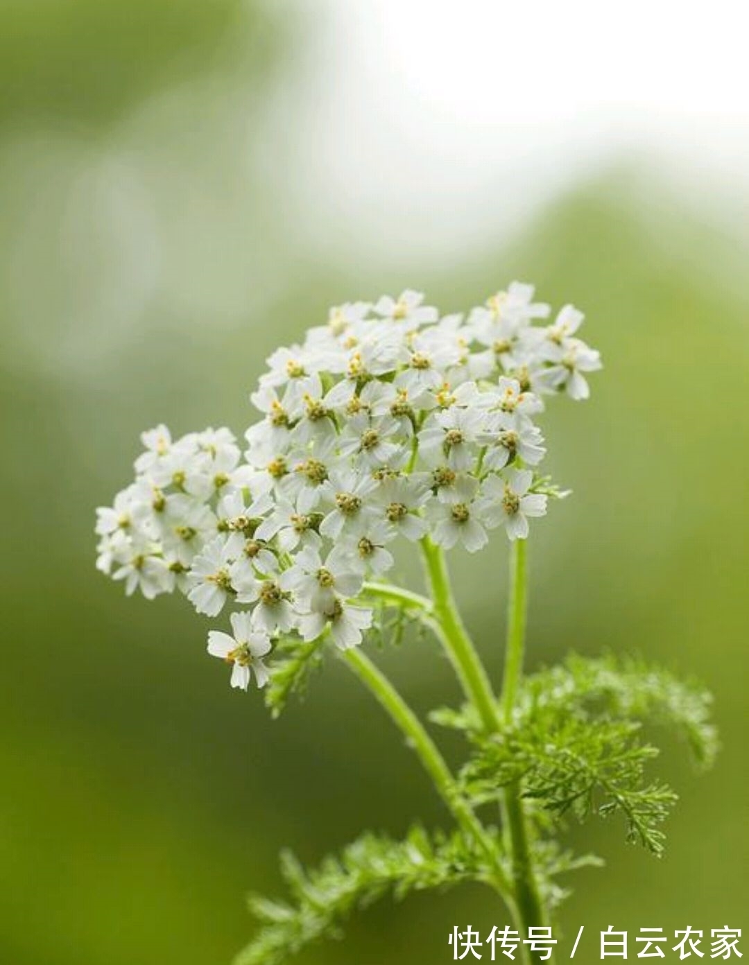 一花一世界,一叶一菩提——奇花异草蓍草,赏花旅游花语生日花