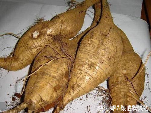 中年人养生要会吃,推荐几种食物,排毒养颜,促进消化,滋养身心