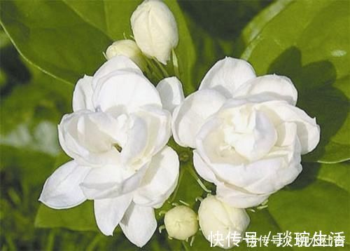 最厉害的养花营养液给茉莉花喝一勺，四季油绿，花开洁白