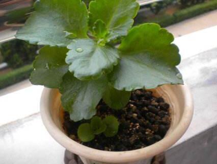 长寿花这样养，不怕烂根，长到爆盆，叶片茂盛，开花满枝头！