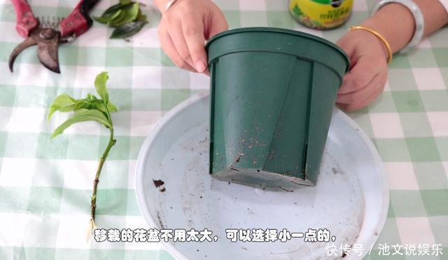 修剪|栀子花扦插很简单,修剪完的枝条不要扔,注意几点生根速度快