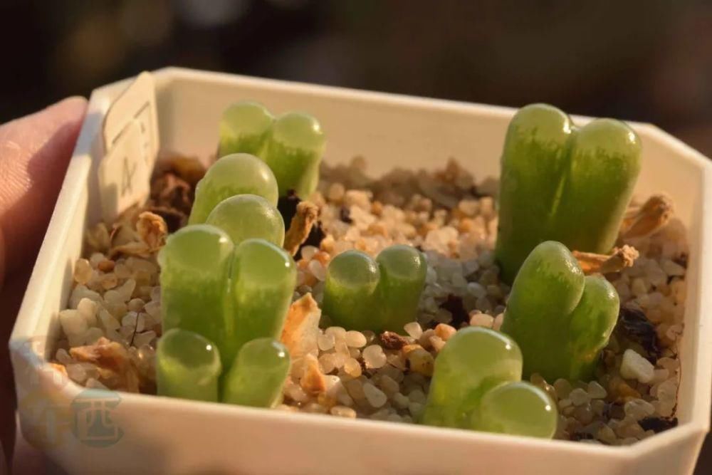  磁铁|磁铁风铃Conophytum Concordans