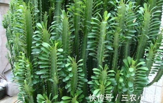 君子兰|家里养花“讲究大”,2种花“镇宅”, 2种花旺家,要养起来