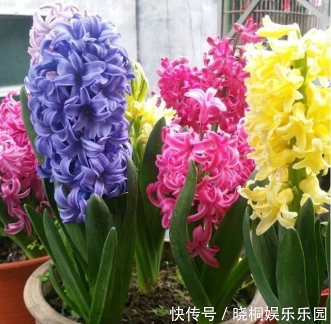 花瓣|超美的几种花卉，对待新手很友好，不用费心，就能长的特别好