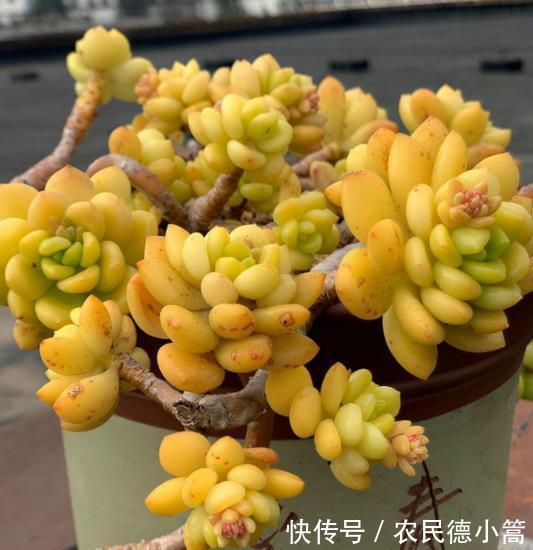 春萌|秋天养盆多肉春萌,叶片肥厚有光泽,颜色透黄状态好,养成小老桩