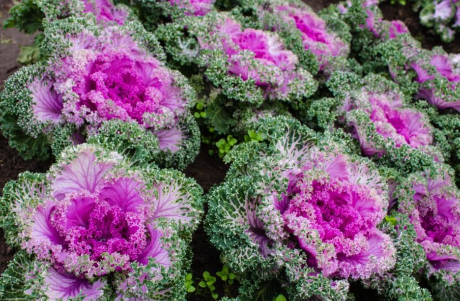  及常见问题|这5种花，居然在冬天的雪地里都能开花