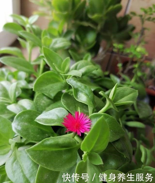 4种花太好养，沾土就能活，新手也能养爆盆！