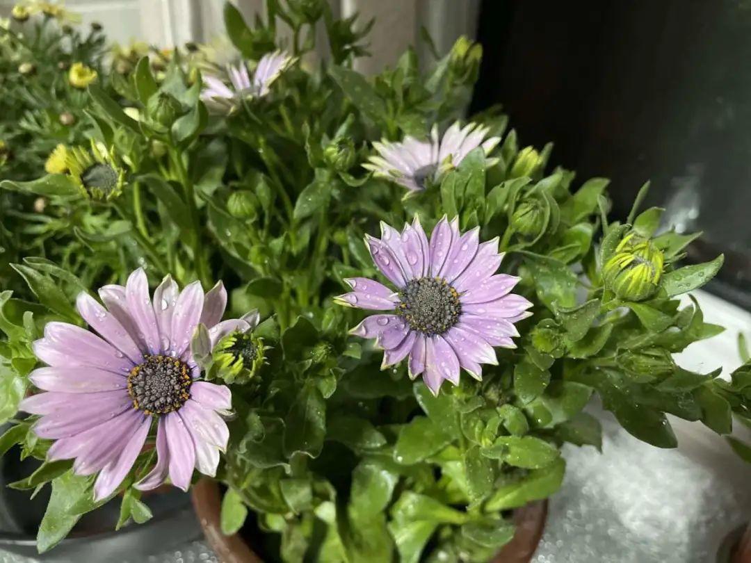 蓝目菊|蓝雪花妥妥的开花机器,花量大、花期长,让人不得不爱