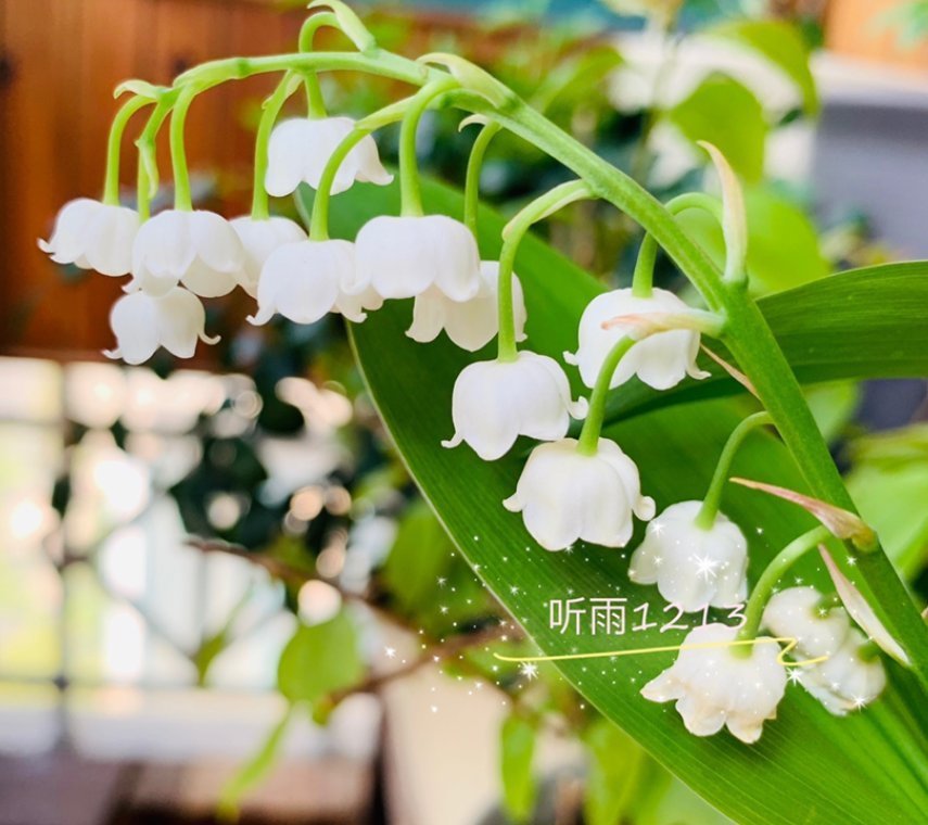 花卉|只能养1年的花,开完花就抓紧时间扔掉,再养也不开花