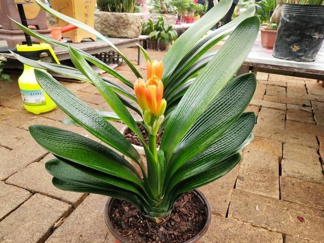 君子兰长出抽屉叶怎么办直接用刀割成开裆裤恢复吧