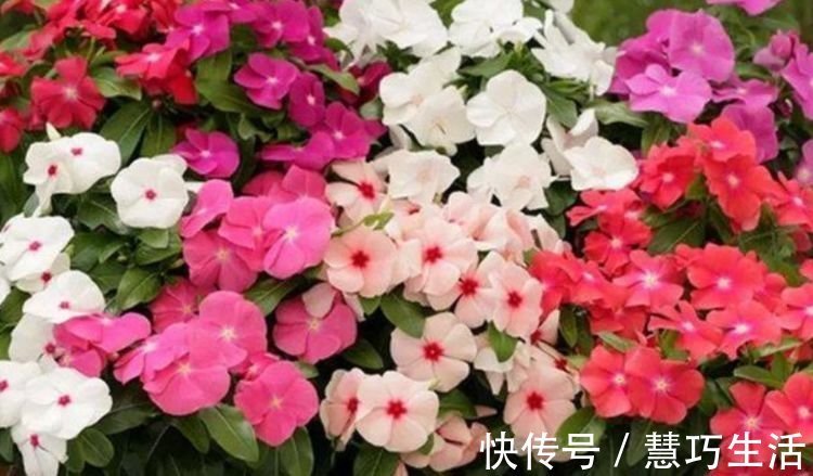家里养此款花卉，便宜又好养，比牡丹好看，比吊兰好养