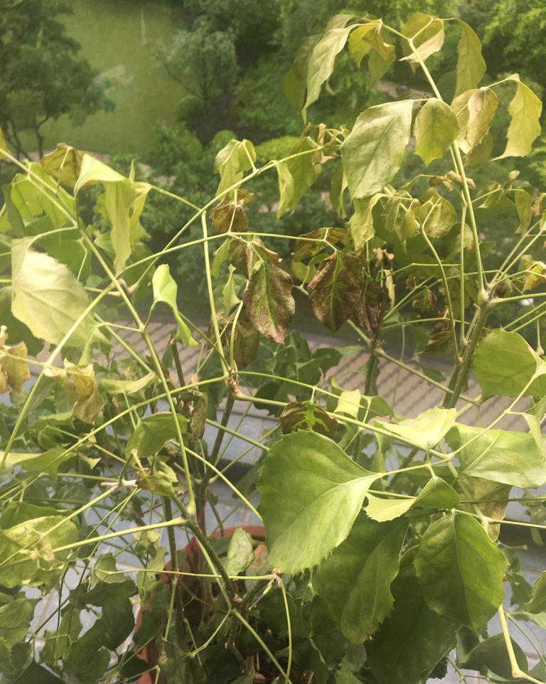 幸福树掉叶子？3个原因解决好，叶绿窜的高，幸福自然到