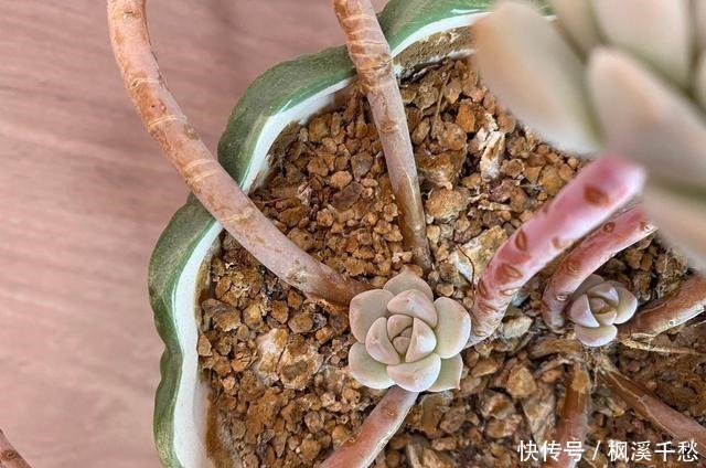 多肉中的5朵“金花”,价格贵点也愿意买,新手养起来都上瘾!