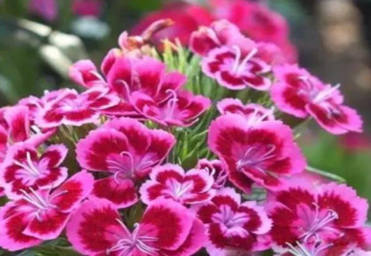 养花就养个花期长的,花大色艳,花朵姿态万千,美