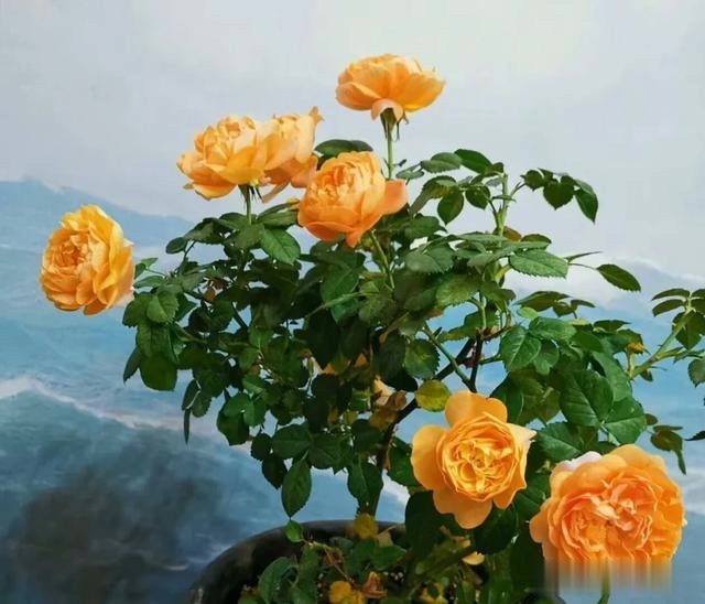 圆滚滚的绣球，瀑布般的花墙，这届花友也太会种花了吧