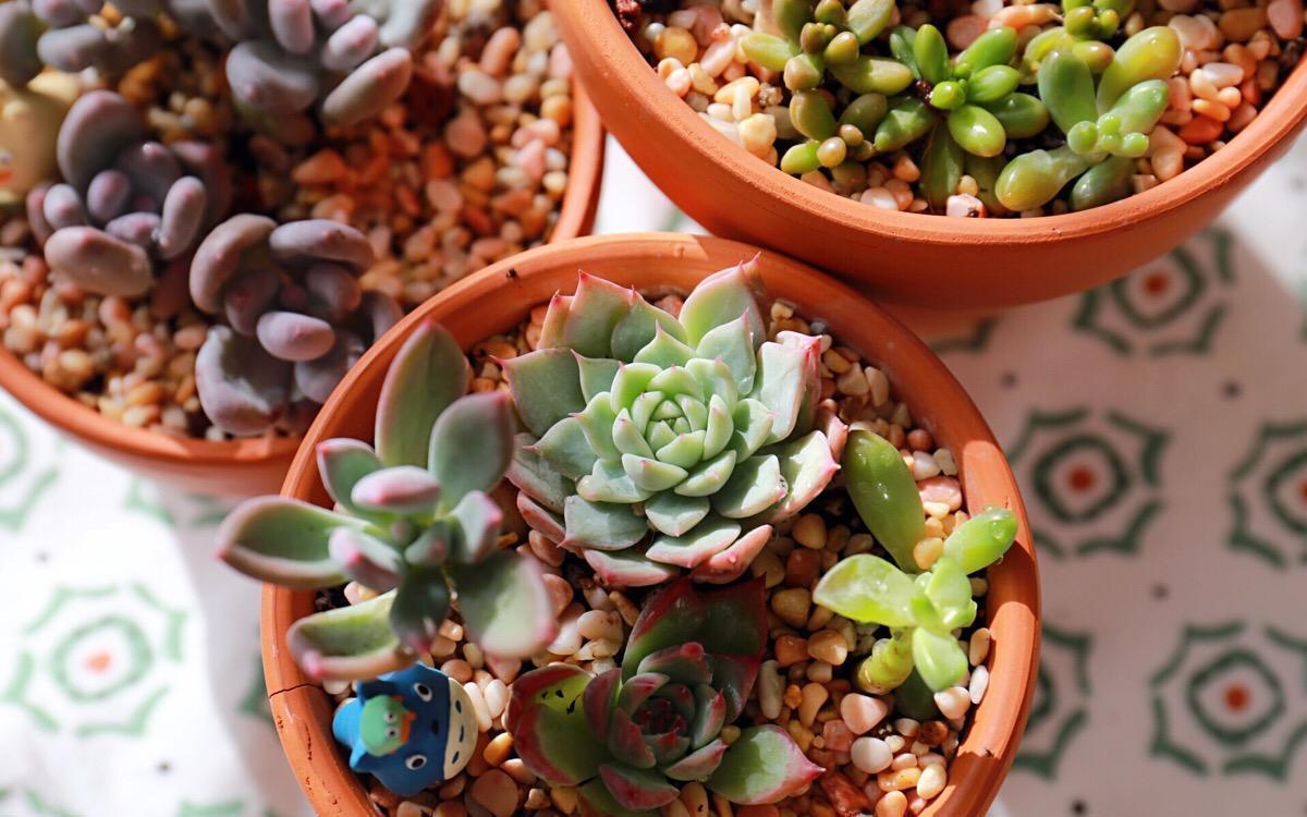 多肉控养方法,2周肉乎乎,长得很快