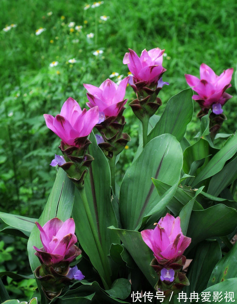 秋季养花大合集,30种花,你想要的我全有!