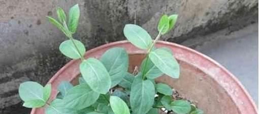 不想买花就养这,随手扦插1个枝,10天发芽,能长成老桩,花芳香