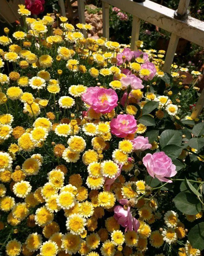 养花技巧:大冬天,她家的小院开满200盆花,全家人过年围着看!