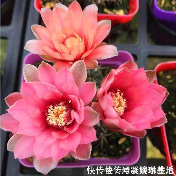 肥厚|养这10种花,再喜欢也别多浇水,少浇水,不管它,反而花更多