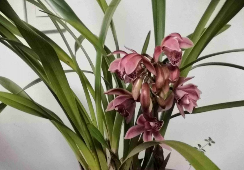 养兰花不如养这种花,花大如拳头,碾压其它年宵花