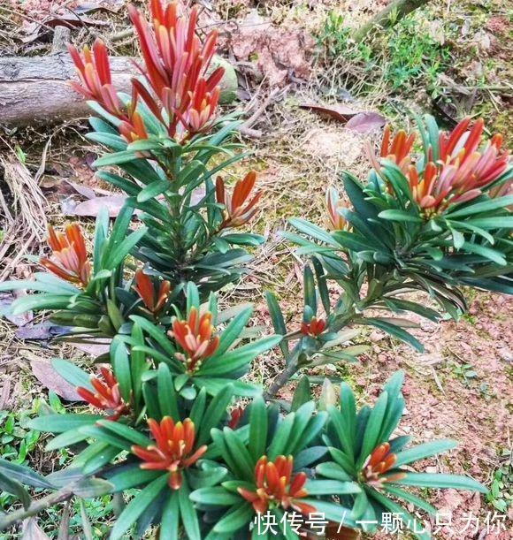 罗汉松|喜欢罗汉松的看过来,这个品种的罗汉松,好看还耐冻,更具观赏性