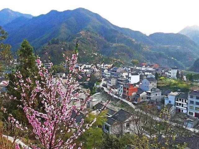 等到四川西昌的蓝花楹盛开，又化身浪漫之地