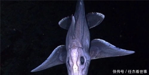 日本潜艇深入海底1万米,捕捉到的一海洋生物,给人类敲响了警钟