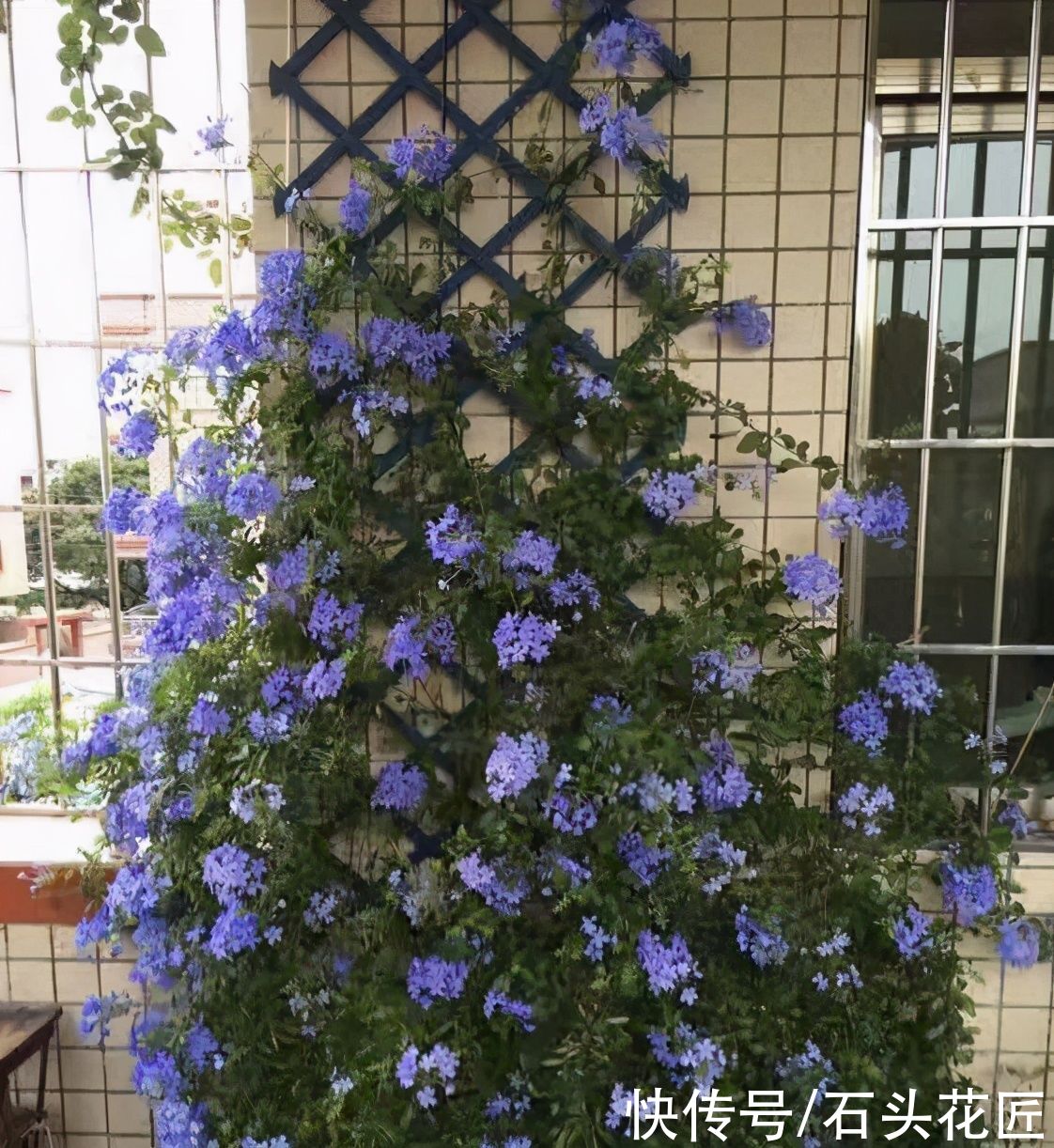 3月养蓝雪花，挖开花盆有“惊喜”，注意3点夏天开成“大花球”