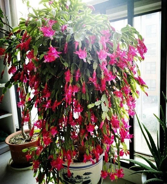 养护|养蟹爪兰,打开它的“开花键”,花开一茬又一茬,次次都爆盆