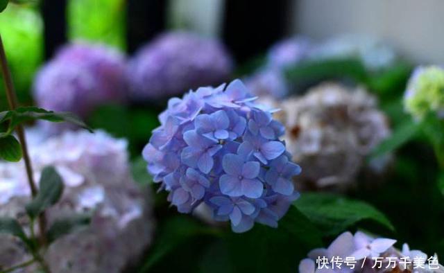 无尽|养绣球花却不会调色?你算是白养了!无尽夏调色攻略