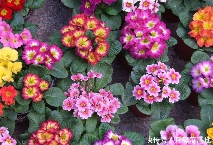 冬天养什么花好,它就不错,花朵大花苞多,很漂亮好养活