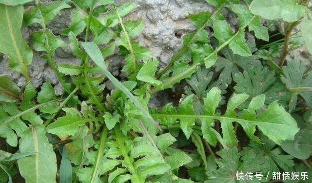 田边1“野草”，学名护生草，以前到处见，如今却很少