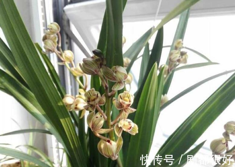 花朵|首次养兰花,推荐你养棵金荷,皮实好养香味清新,多季节有花赏