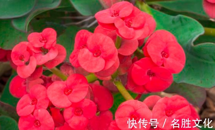 花海|4种“懒人”盆栽花,浇水就疯长,给点阳花就灿烂,给你一片花海