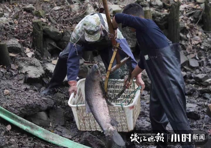 干塘|双溪合璧后的首场西溪干塘节，现场喝鱼汤吃鱼圆鱼冻 ，鲜到眉毛都要掉