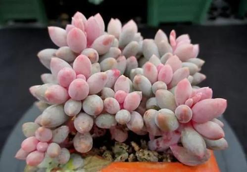 多肉为何要晒满八小时知道利弊后,才明白其中道理