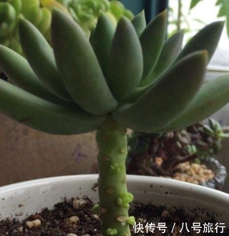 浇水|多肉徒长有妙招,既得新多肉,又得老桩!