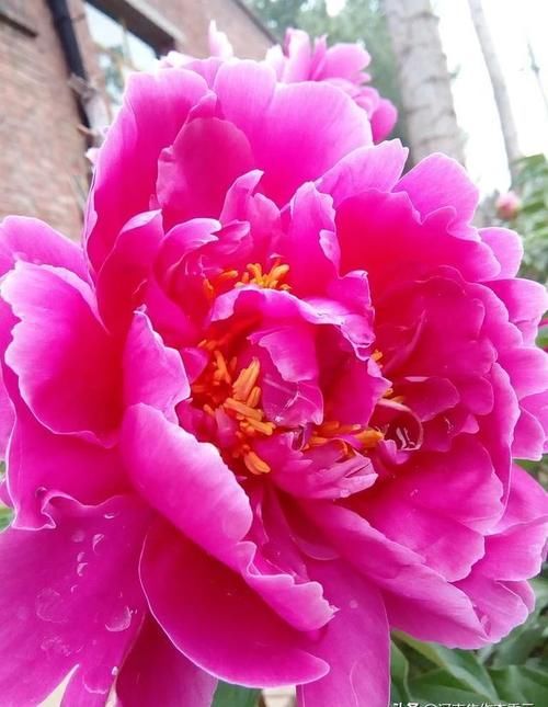 芍药应种在院子哪个位置？