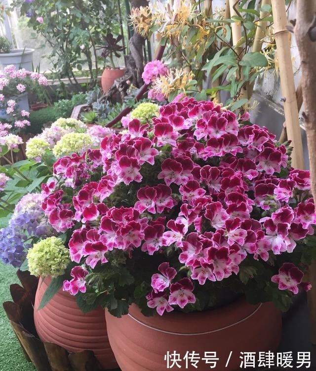 淘米水、羊粪水都不如2种肥，啥花都通用，养啥花爆啥花！