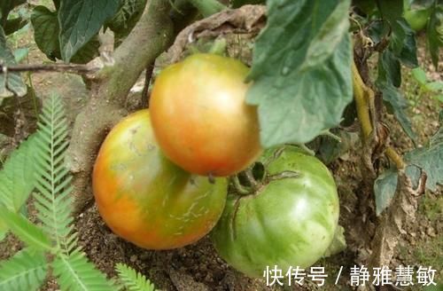 西红柿|都说多吃蔬菜对身体好，但营养师奉劝：5类蔬菜早在“黑名单”中